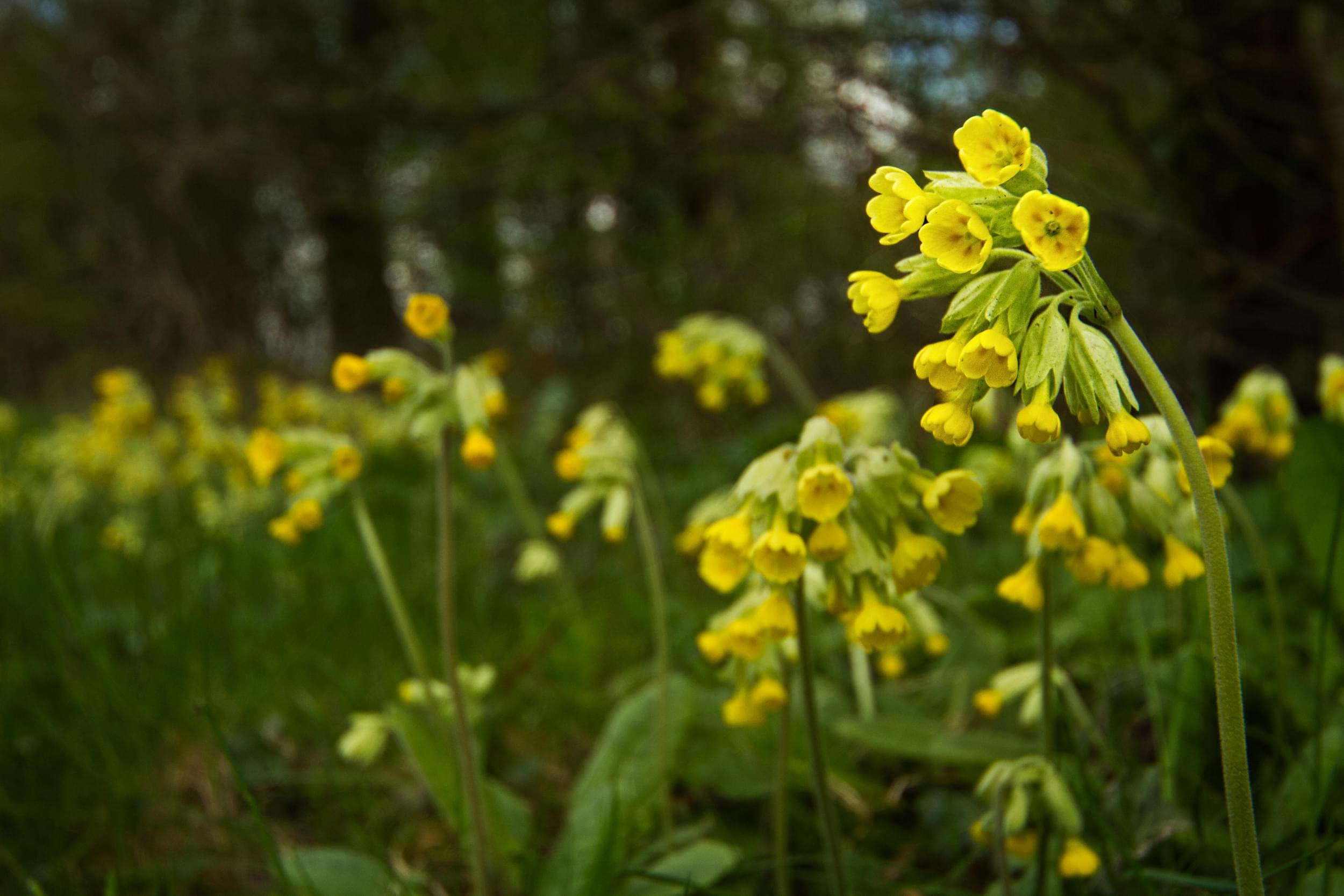 /sites/default/files/2023-10/Cowslips%20at%20Willesley%2C%20Ashby%20de%20la%20Zouch%20-%20Large.jpg