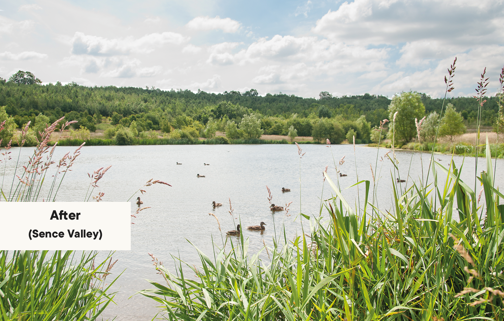 /sites/default/files/2024-01/Sence%20Valley%20%28after%29.png