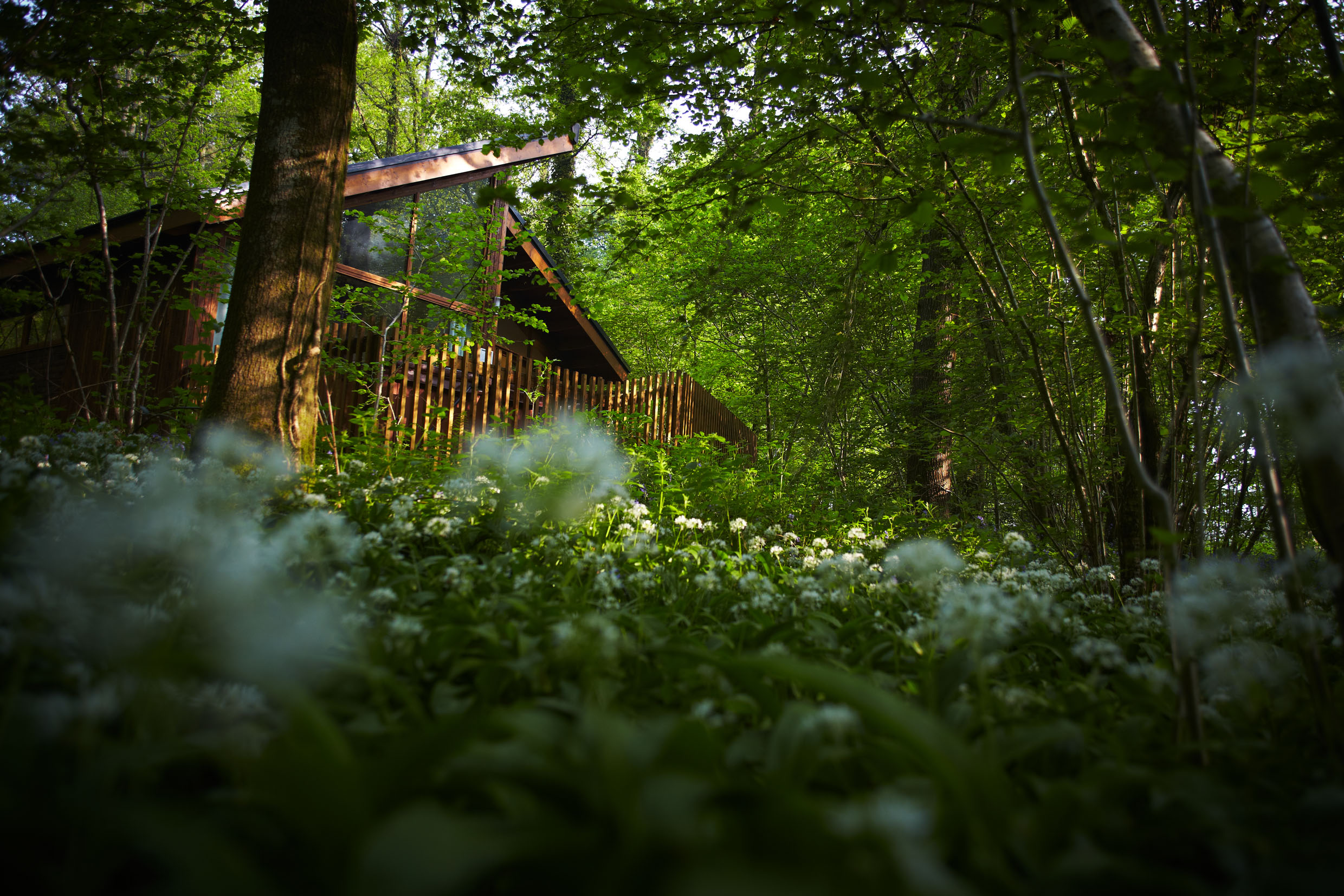 A wooden cabin in a forest