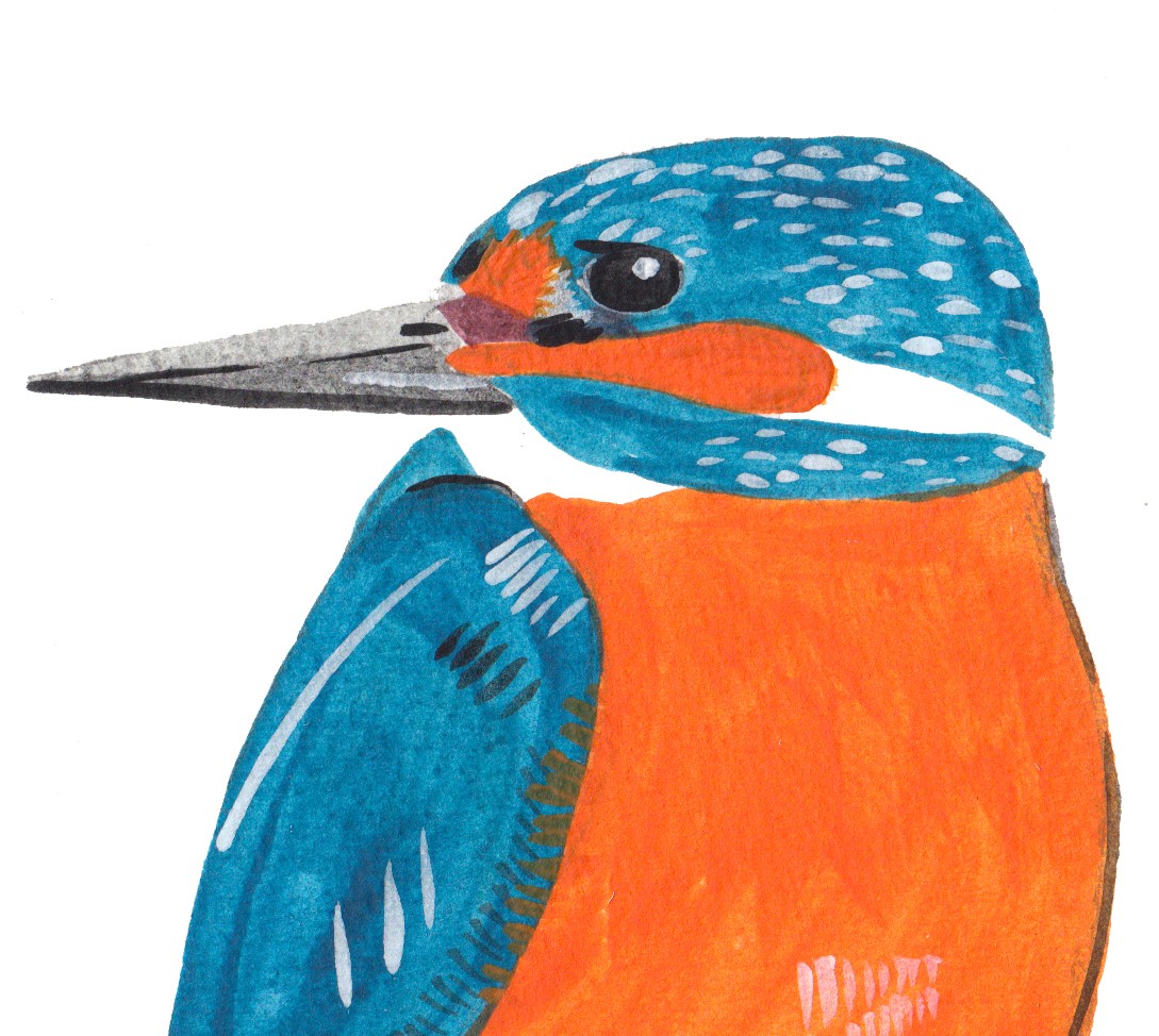 An illustration of a kingfisher