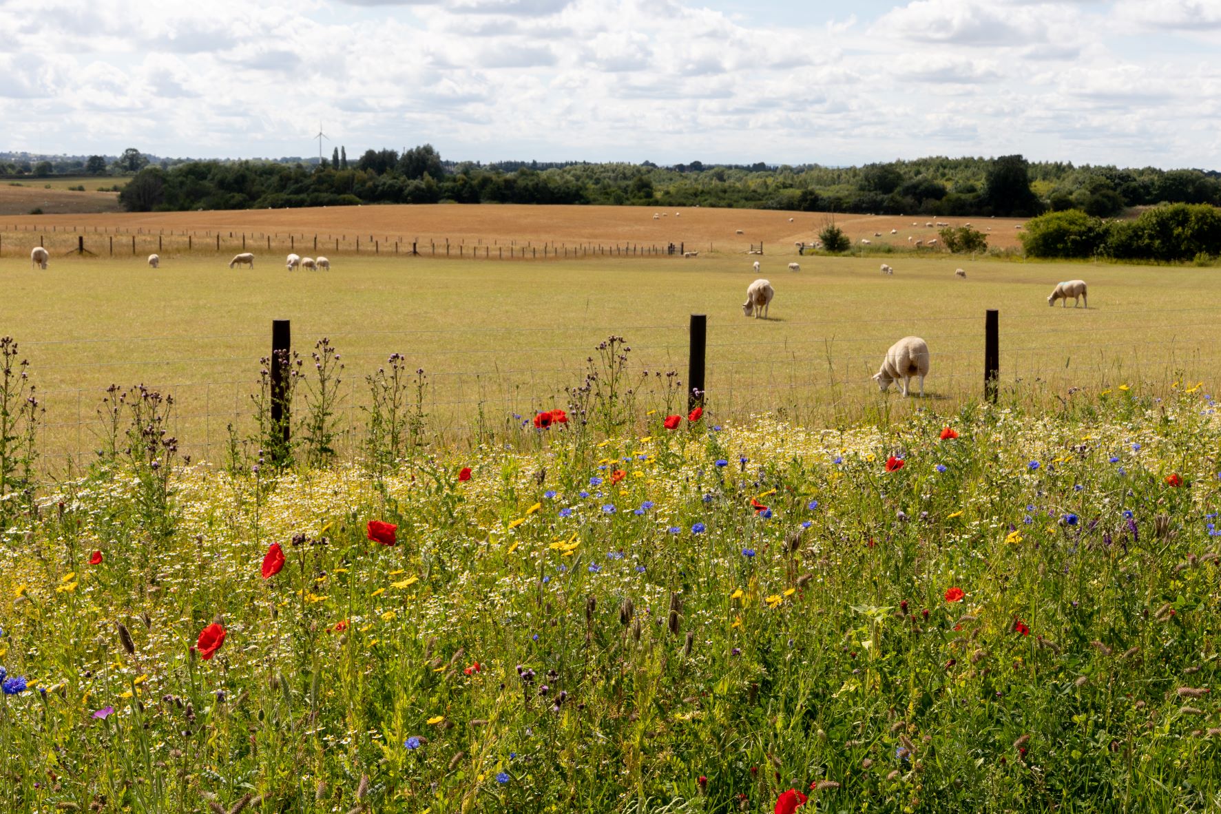 Sheep grazing in a field with brightly coloured wildflowers in the foreground.