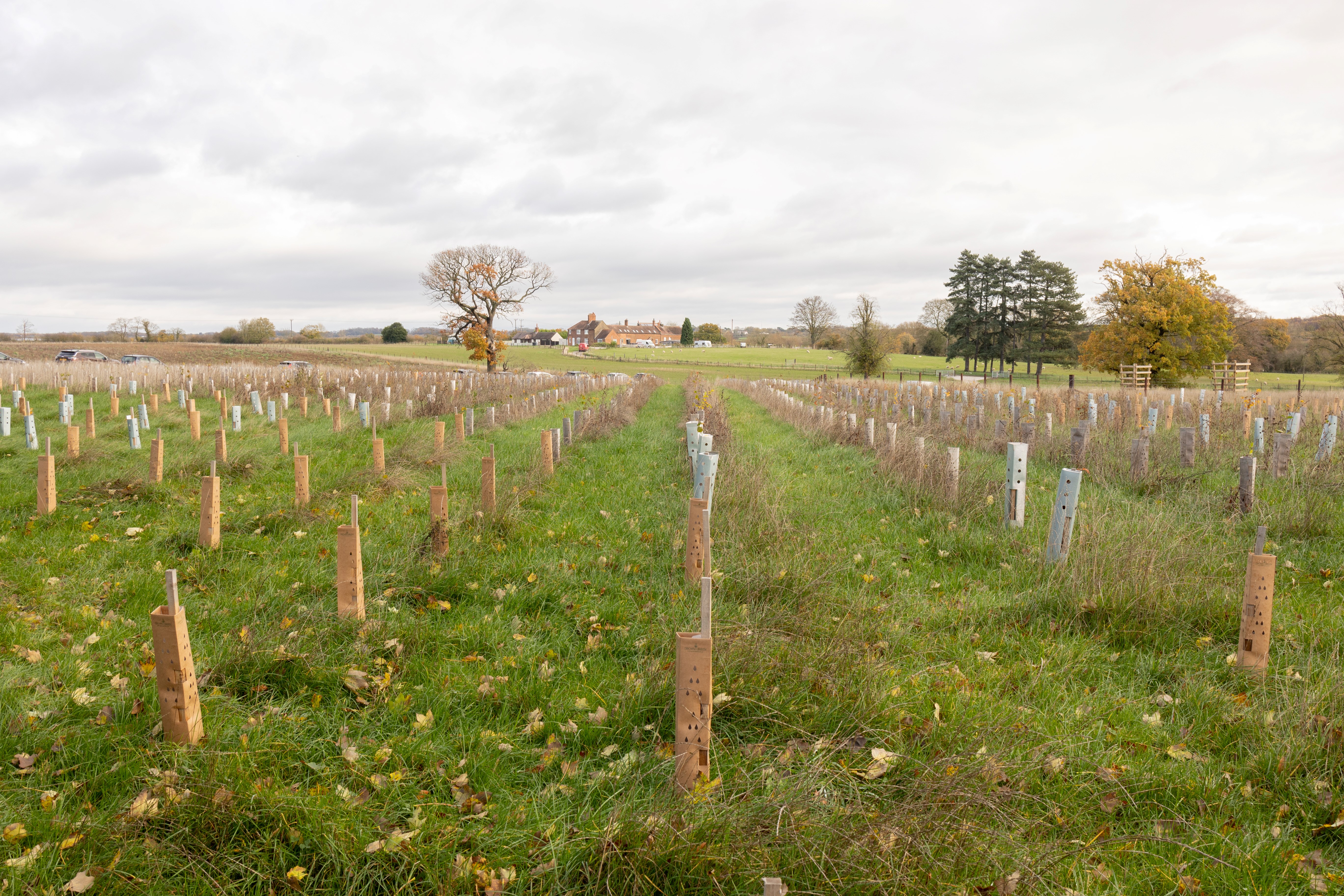 Rows of saplings in cardboard tree guards.