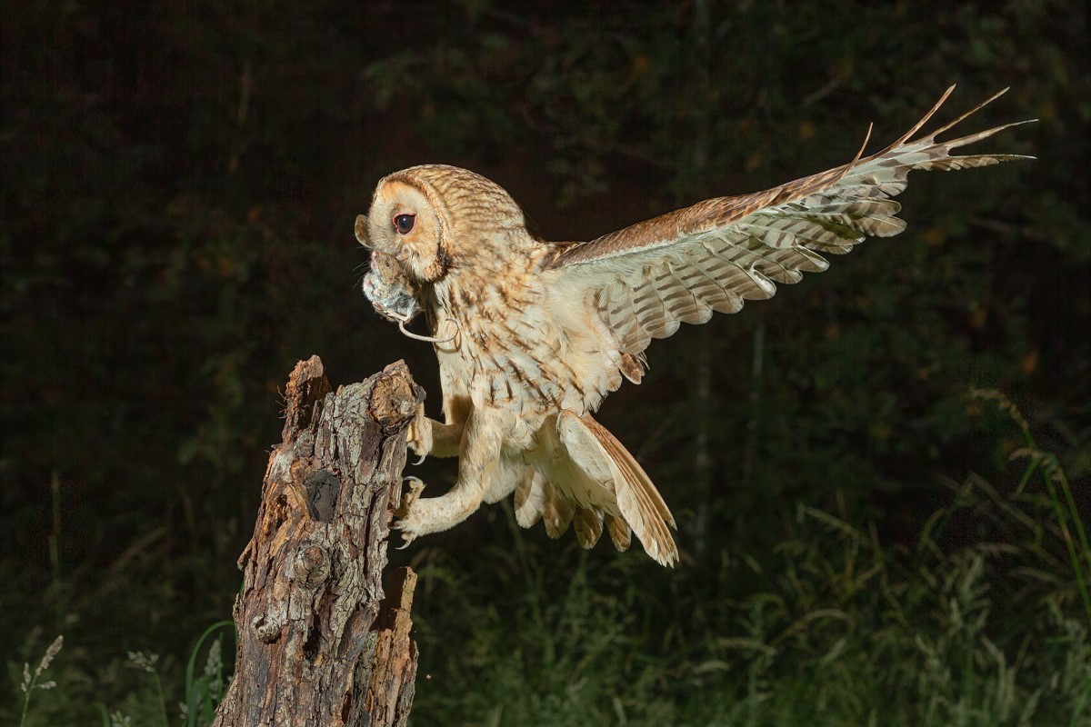 A tawny owl with its wings outstretched as it lands on a tree stump with a mouse in its beak