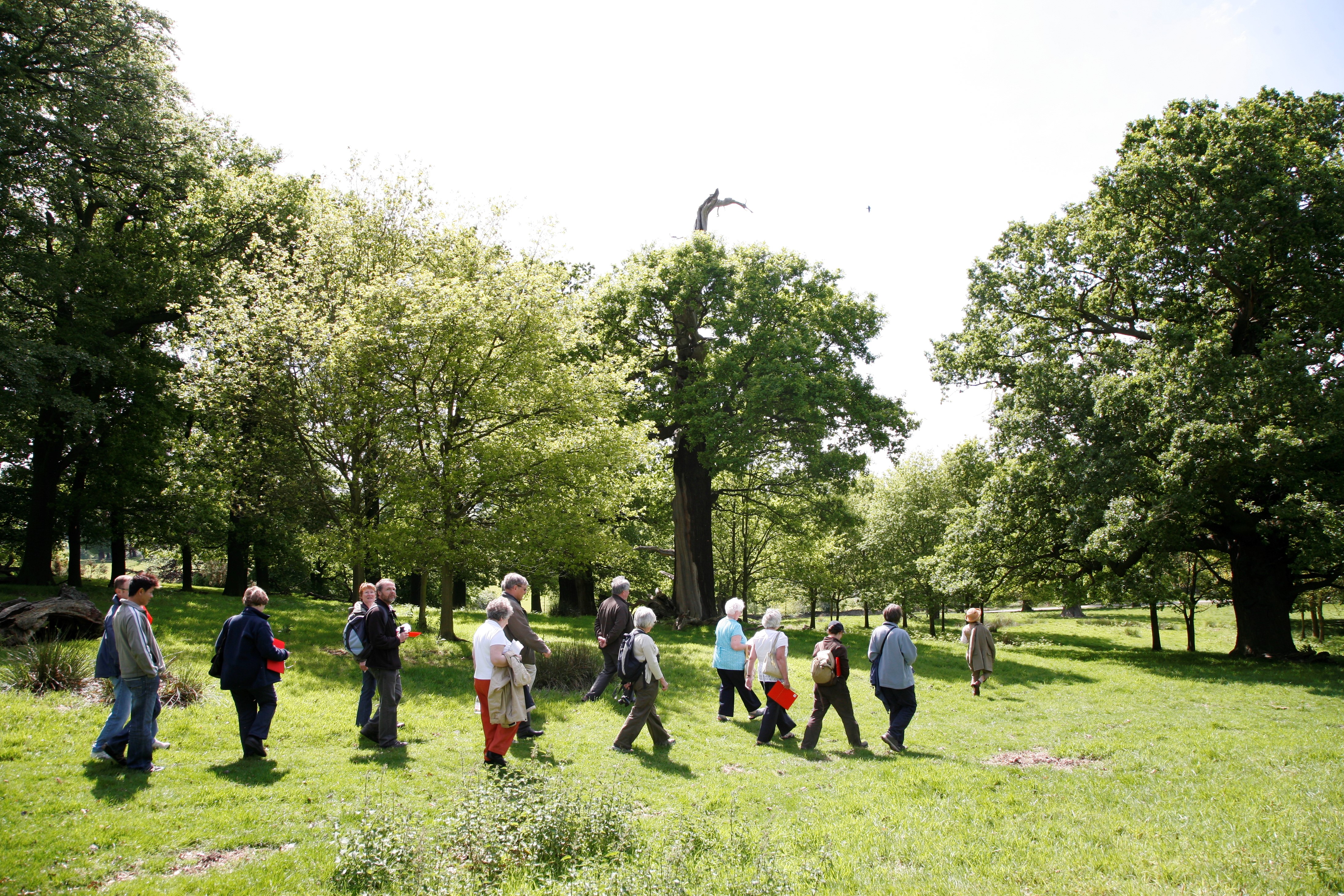 A large group of people walk through a woodland
