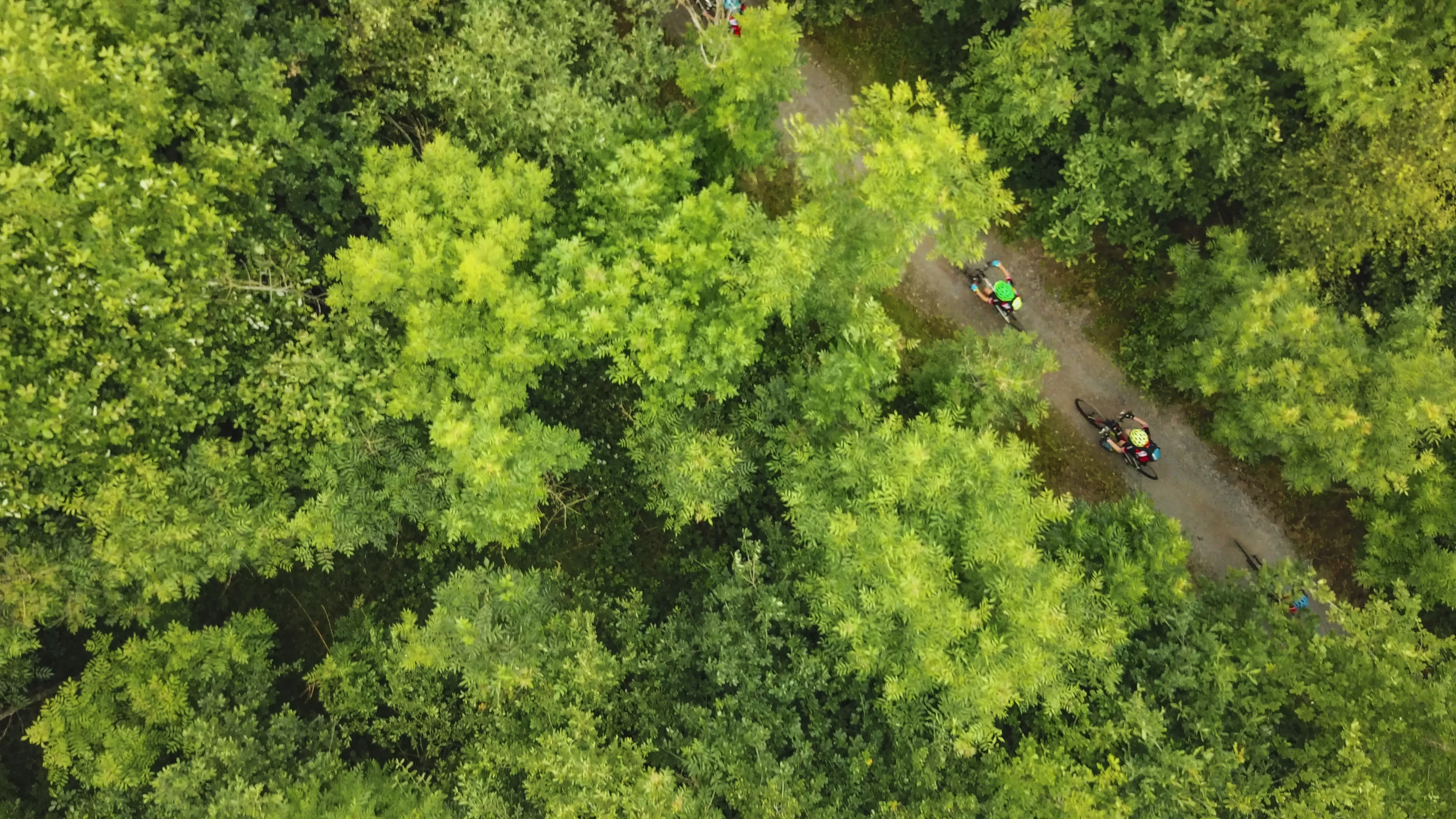 Cycling in the National Forest