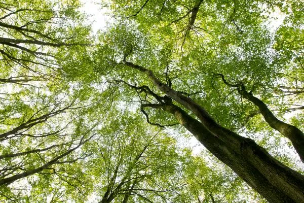 test tree