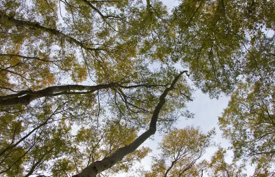 /sites/default/files/2023-10/Birch%20Canopy%20-%20Medium%20%281080px%29.jpg