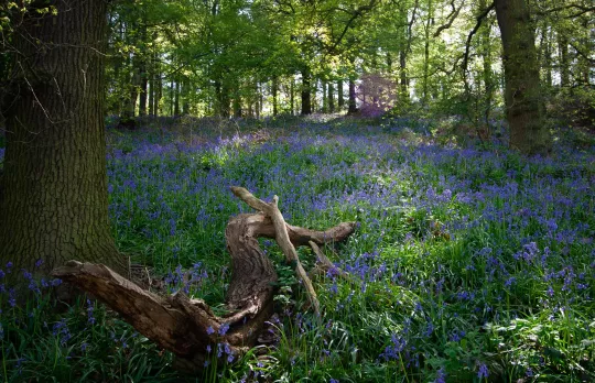 /sites/default/files/2023-10/Bluebells%20at%20Jubilee%20Wood%20-%20Large.jpg