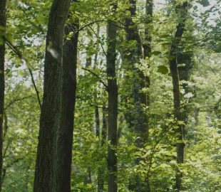 https://nfcstaging.nationalforest.org/sites/default/files/styles/custom_270x216/public/2023-03/carousel%201.png.webp?itok=VxWelbFq