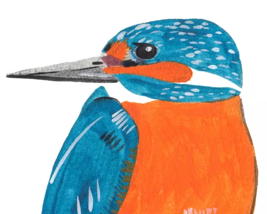 An illustration of a kingfisher