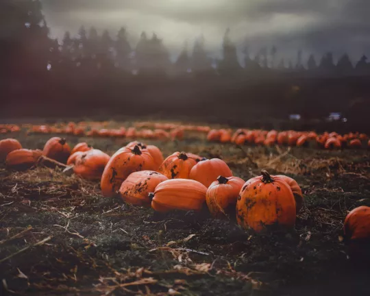 Pumpkins in a misty field