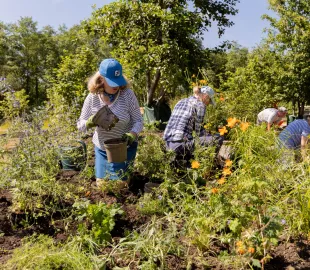 Volunteer gardeners 