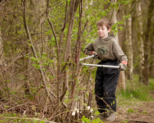 Tree Felling