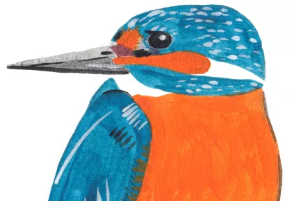 An illustration of a kingfisher