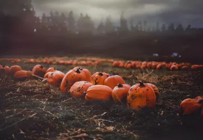 Pumpkins in a misty field