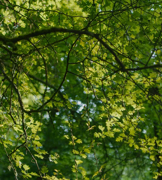 tree canopy 