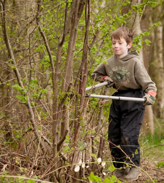 Tree Felling