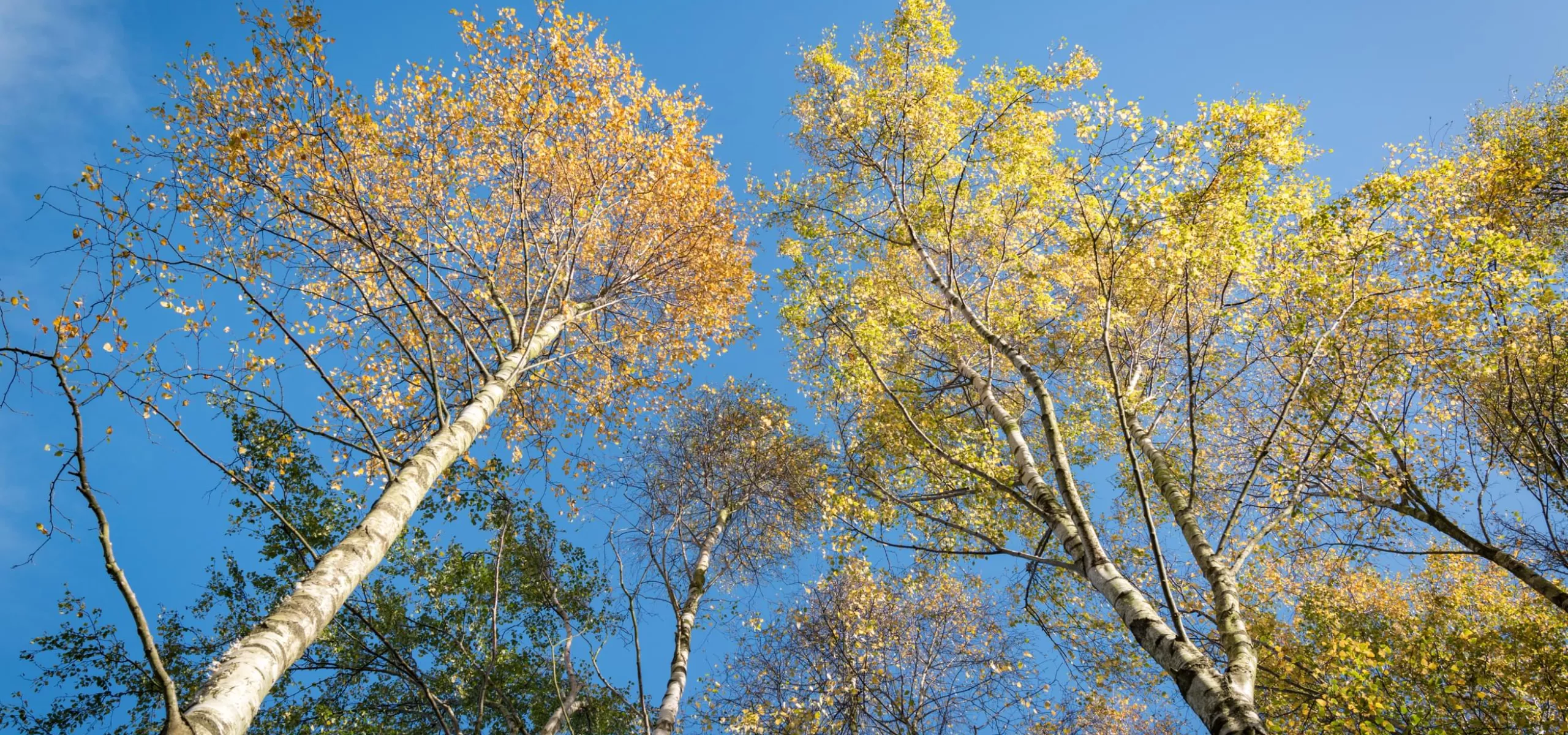 Looking up at tall trees against a blue sky