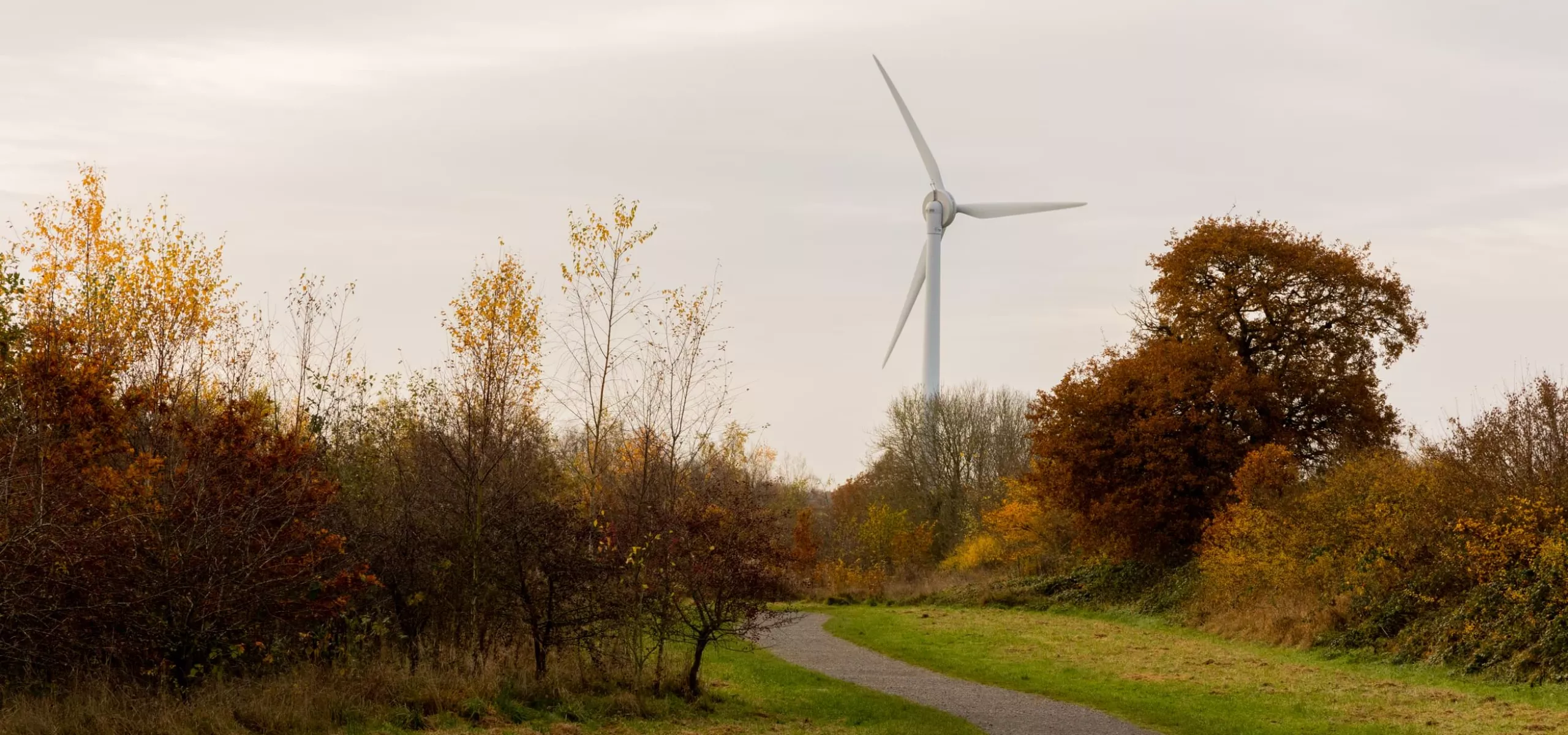 A footpath cuts through an autumnal Jubilee Wood. A wind turbine can be seen in the distance.