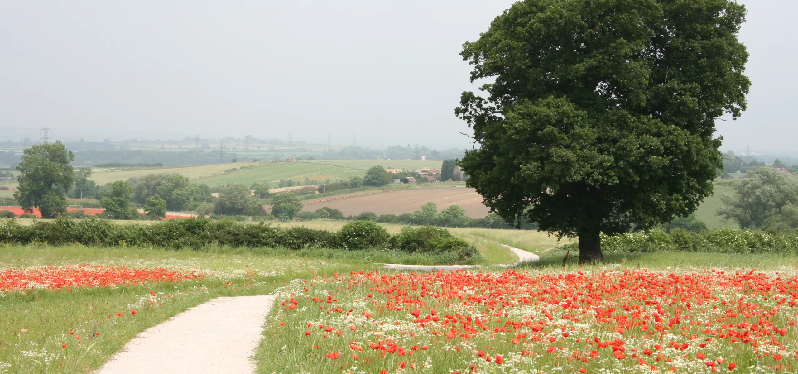 A footpath cuts through a field of poppies, with a tree standing alone in the distance